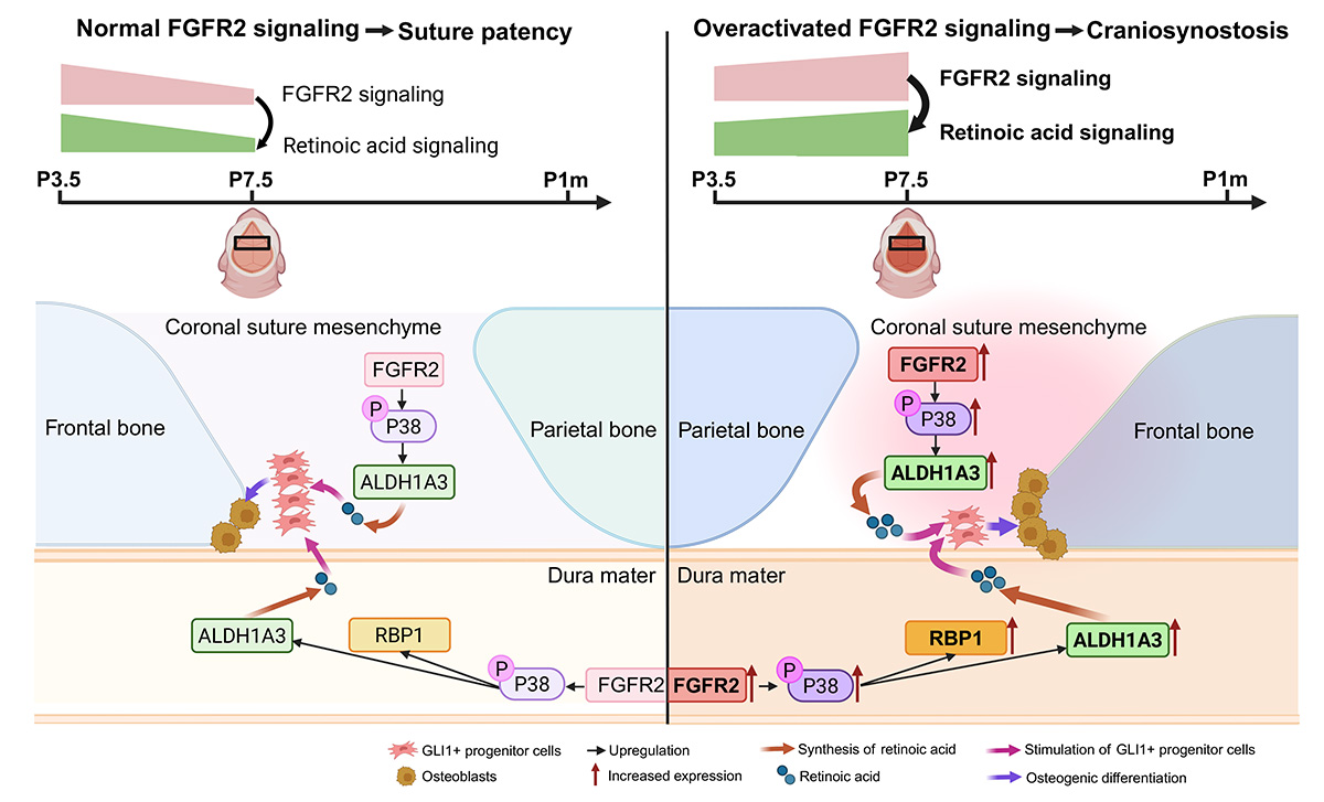 FGFR2-RA signaling governs dura mater-suture mesenchyme interaction during early postnatal development to control coronal suture development and craniosynostosis. Illustration created with BioRender.com.